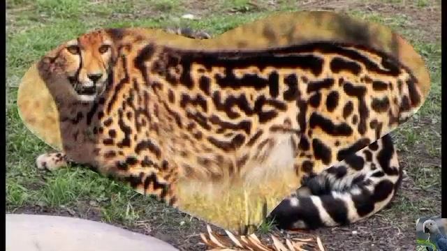 Королевский гепард смотреть онлайн