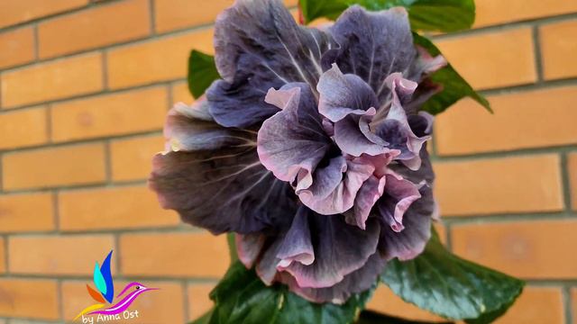 Wind Rosa Dragon Dance #WindRosaDragonDance #Гибискус #hibiscus #GeraGibis #герагибис #цветымоскв смотреть онлайн