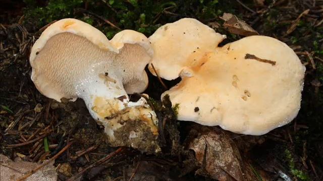 Hydnum repandum смотреть онлайн