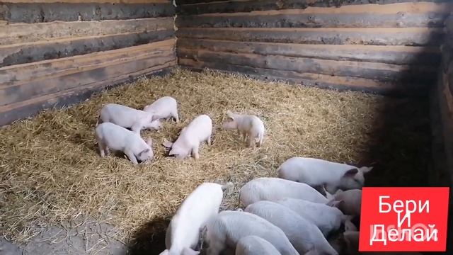 26 поросят на откорме. Содержание, кормление. смотреть онлайн