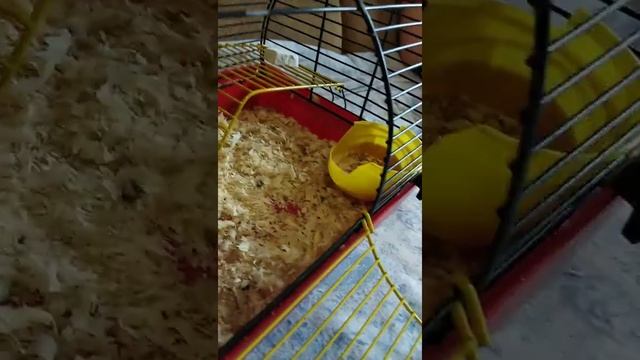 Сирийский хомяк Соня смотреть онлайн
