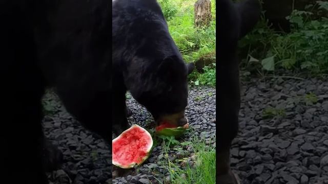 покушал. mp4 смотреть онлайн