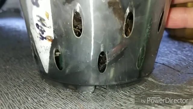 Орхидеи Целогина, Камбрии, Зиги, спасенки и новинки. смотреть онлайн