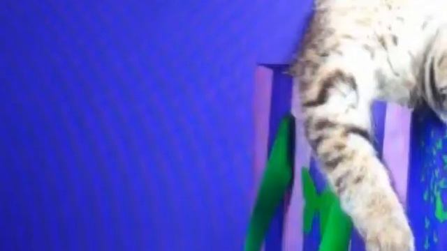 Посмотри это видео и расслабься! ((RELAX VIDEO)) И обязательно найди фоточку! смотреть онлайн