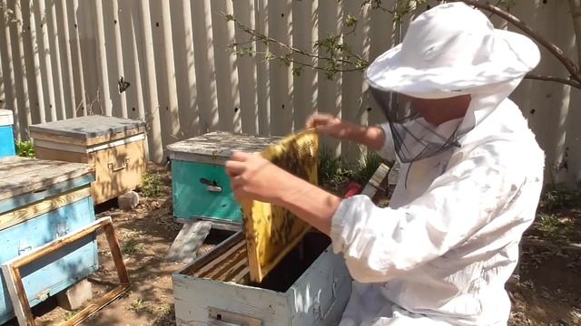 Что делать с севшим запечатанным медом? Ёжик на пасеке. смотреть онлайн