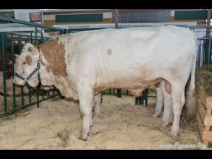 Симментальская порода КРС (новый тип) Выставка Золотая Осень 2013