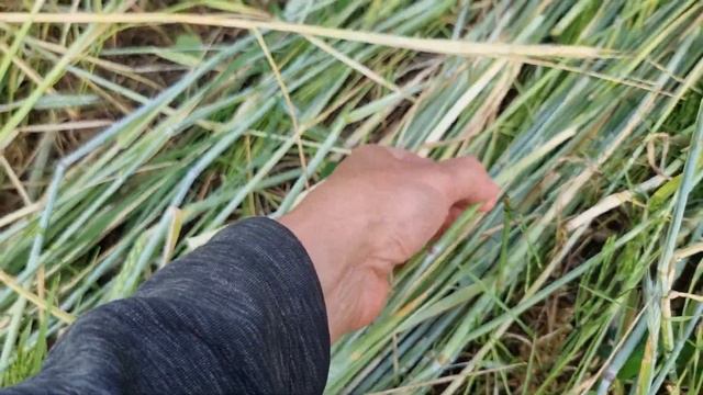 organic no till soy. Пісок К8. 8.06. Прикочування. Каток АверсАгро. смотреть онлайн