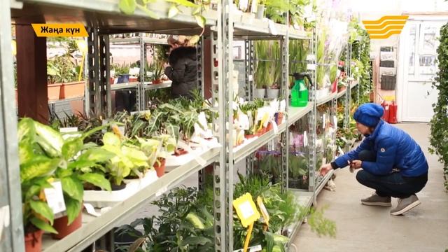 29 12 Рубрика НАША ФЛОРА смотреть онлайн