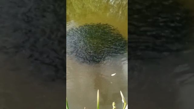 Стайка канального (коричневого, карликового) сомика, нерест. #Shorts смотреть онлайн