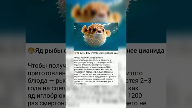 ?Яд рыбы фугу в 1200 раз опаснее цианида смотреть онлайн