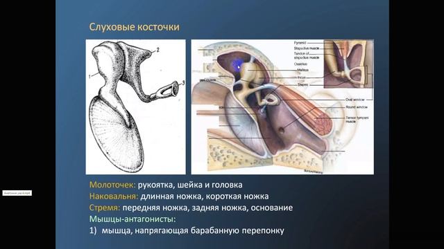Анатомия ухо! смотреть онлайн