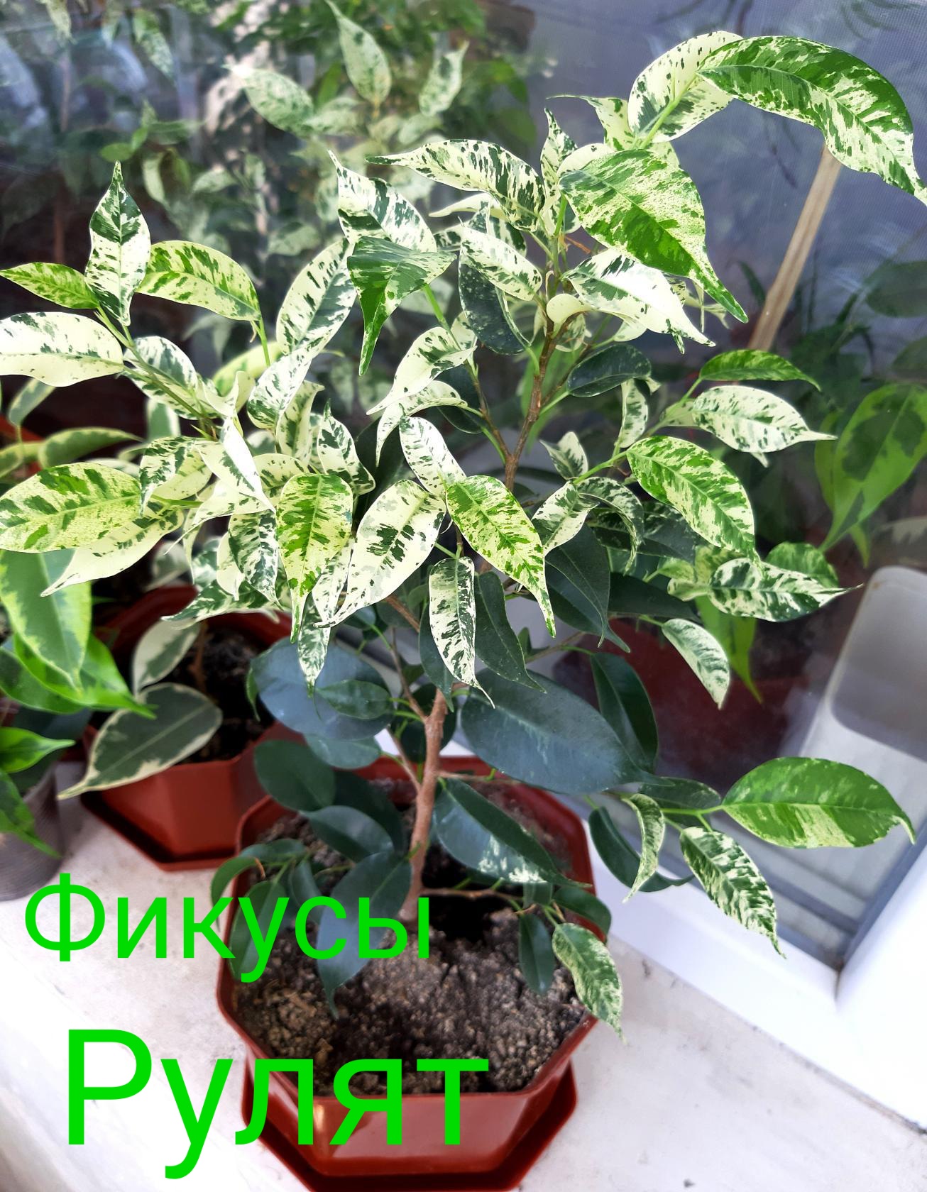 Фикус Рулят