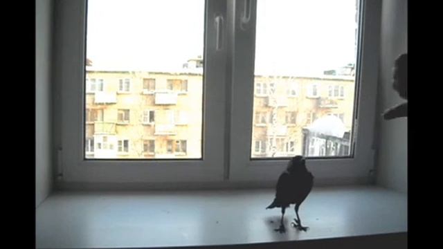Галка Фишка, кликер дрессировка. Таргет смотреть онлайн