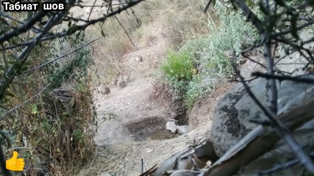 Модкабк бо Чучахояш хангоми об хурдан дар кух Keklik sesi که و смотреть онлайн