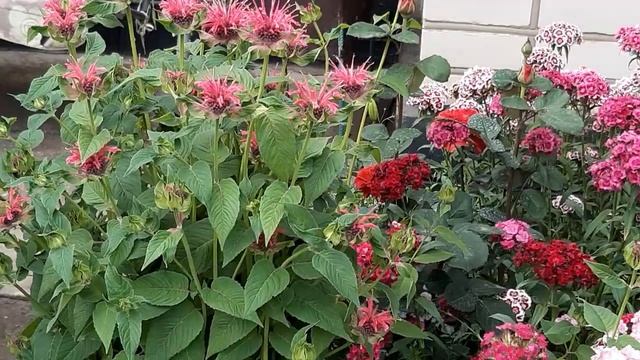 Роза. БОИНГ.ЭЛЬТОРО.МЕРИТИМ.обзор сада в июне. смотреть онлайн