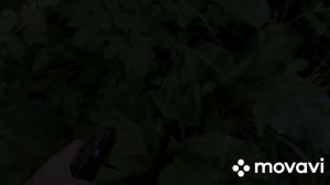 В поисках радужной форели.