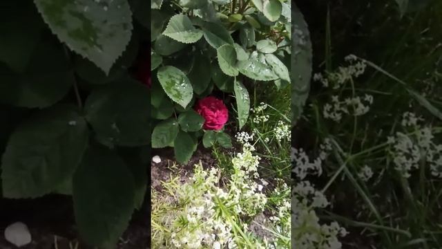 3 июля. Второе цветение Роз де Решт смотреть онлайн