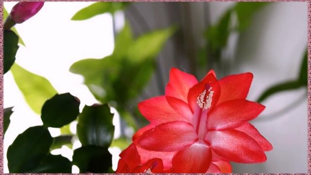 Как заставить декабрист пышно зацвести смотреть онлайн