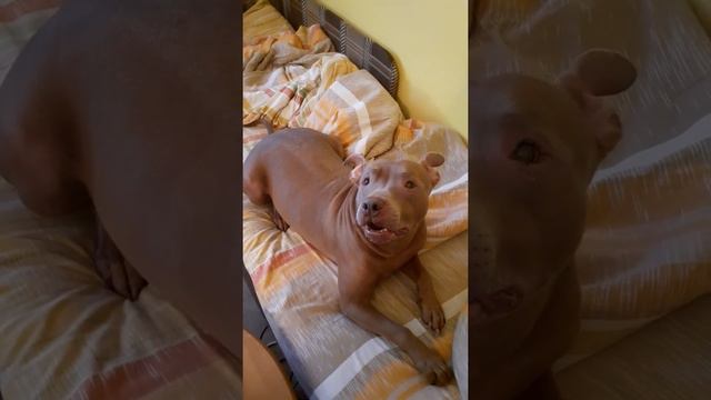 Говорящий питбуль смотреть онлайн