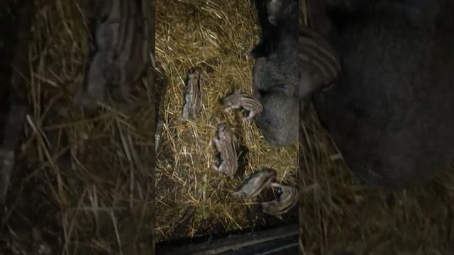 дикие поросята едят свинью смотреть онлайн