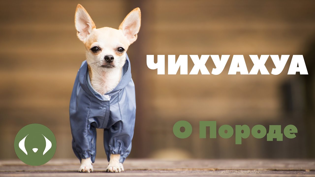 Чихуахуа - О породе - Выбор щенка смотреть онлайн