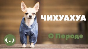 Чихуахуа - О породе - Выбор щенка