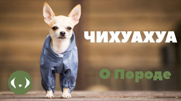 Чихуахуа - О породе - Выбор щенка