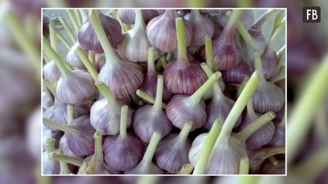 Теперь я знаю, как чеснок хранят по-умному, и этих ошибок не повторю.