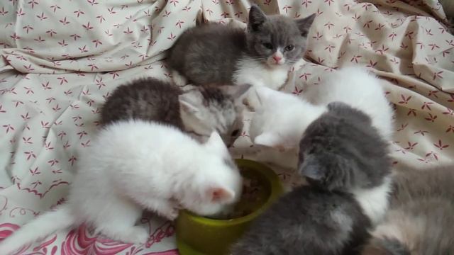 kittens Manchkin are available to you.Котята манчкин учатся есть смотреть онлайн