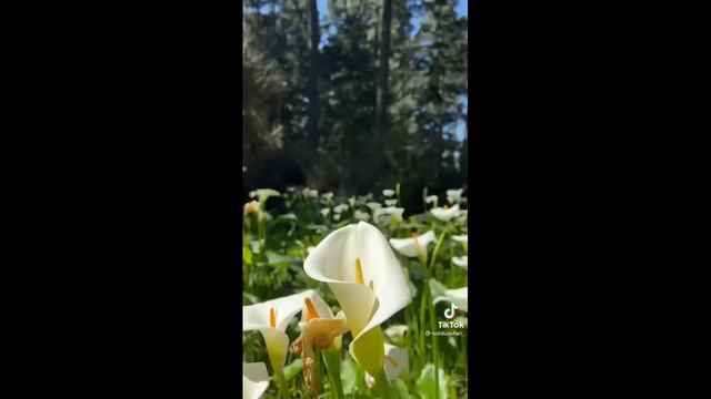 i like your ears thank you i like your spots~tik tok смотреть онлайн