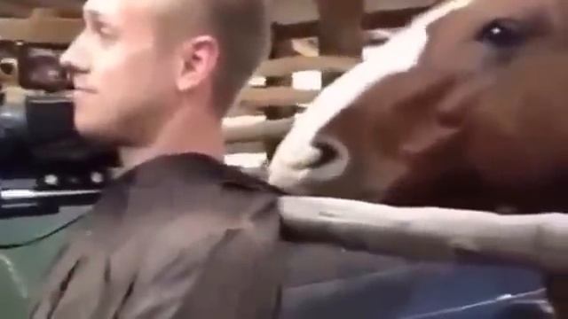 Лошадь не дает телеоператору нормально работать! )) смотреть онлайн