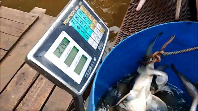 Зарыбление осетром нижнего водоема смотреть онлайн