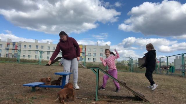 Дрессировка собак с раздражителями в присутствии детей смотреть онлайн