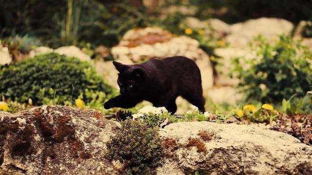 PUMA WĘGIERSKA BARDZO NIEBEZPIECZNA!!! смотреть онлайн