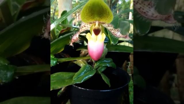 Paphiopedillum Glaucophyllum