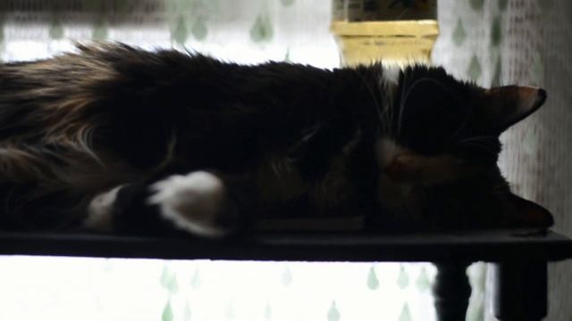 Домашний влог, готовлю, посадила траву для кошки смотреть онлайн