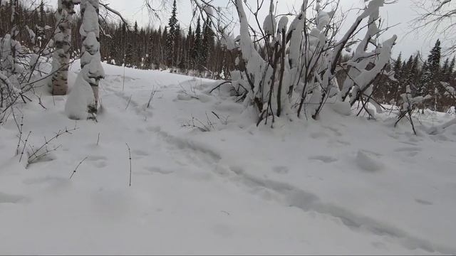 Два дня в зимнем лесу / Закрываем сезон охоты / Повсюду заячьи тропы / День 2 смотреть онлайн