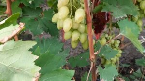 НОВИНКА!!! ГФ Винограда РАМЗЕС (Калугин В.М.). 05.09.2023г.