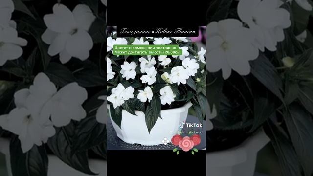 Бальзамин новая гвинея смотреть онлайн