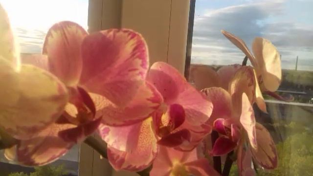 #орхидеи#июньскийобзор#вечернеесолнышко# смотреть онлайн