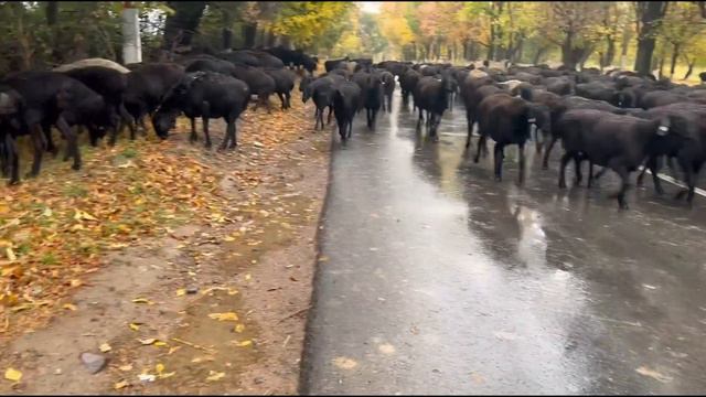Ф/Х "ФАТИМА МИРЗОХИД БАРАКА" қўйлари яйловдан қайтмоқда смотреть онлайн