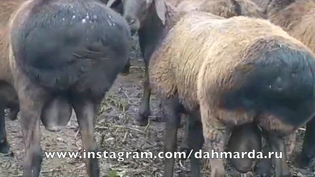 Гиссарские кучкары Кози Мирзорахимова на пастбище в горах Ромита смотреть онлайн