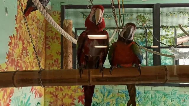 Красноярский зоопарк. Часть 2 смотреть онлайн