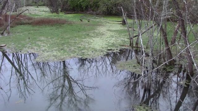 Pilgrim at Tinker Creek, chapter 7 discussion смотреть онлайн