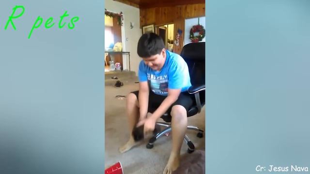 СМЕШНЫЕ МОРСКИЕ СВИНКИ?