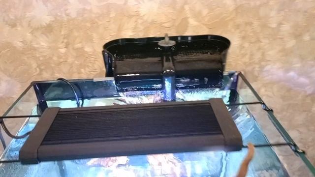 Запуск аквариум куб на 100 литров с папоротниками и Гуппи смотреть онлайн
