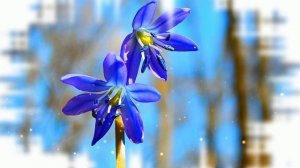 Футаж. Весенние цветы 7