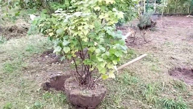 Пересадка и деление взрослого куста смородины смотреть онлайн