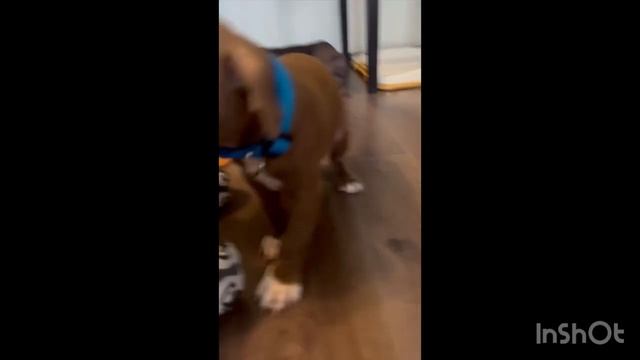 1-я неделя с Чипсом. Как быстро адаптируется? Что базовое нужно иметь? Ответы в этом видео! смотреть онлайн