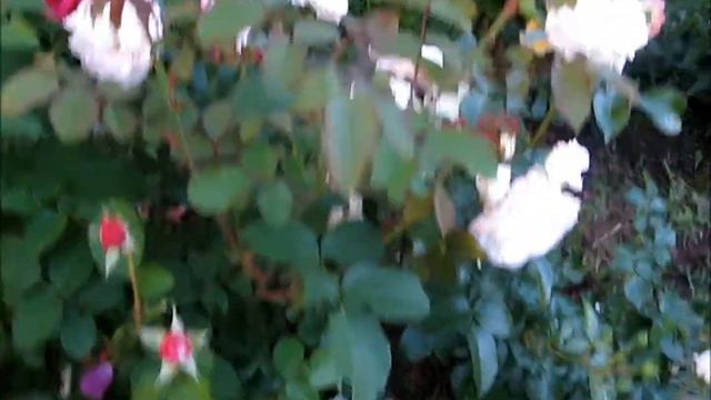 мои розы 17 07 2017, часть 5